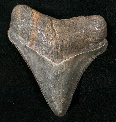 Beautiful Chubutensis Tooth - Megalodon Ancestor #16616